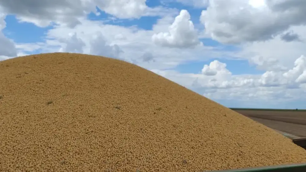 Colheita de milho em MS chega a 75% e supera 1,6 milhão de hectares