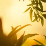 As curtidas no Instagram importam mesmo para o seu crescimento