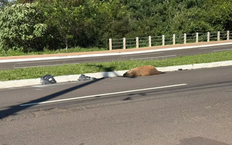 Capivara morta atropelada na Avenida Mato Grosso