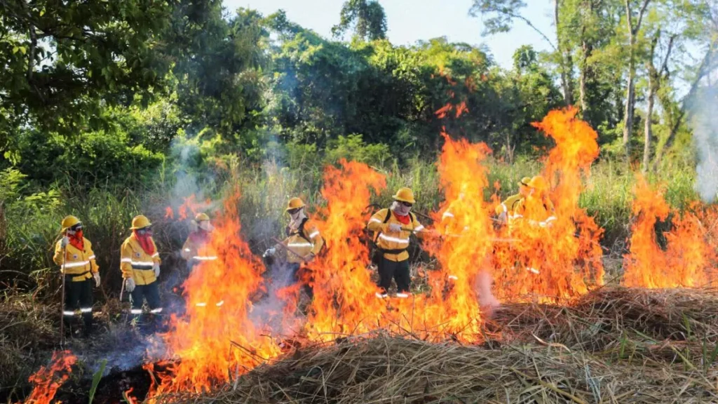 Brigadas do Pantanal aprendem uso de fogo controlado