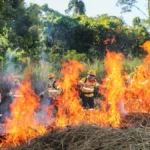 Brigadas do Pantanal aprendem uso de fogo controlado