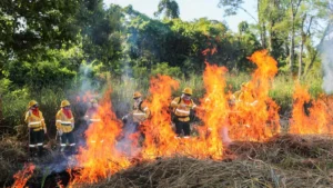 Brigadas do Pantanal aprendem uso de fogo controlado