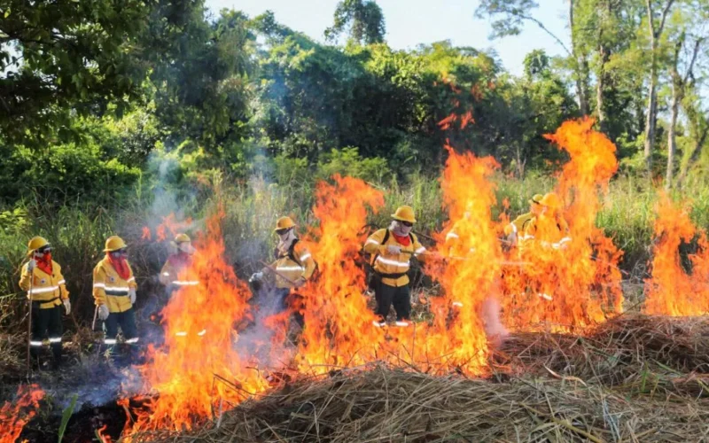 Brigadas do Pantanal aprendem uso de fogo controlado