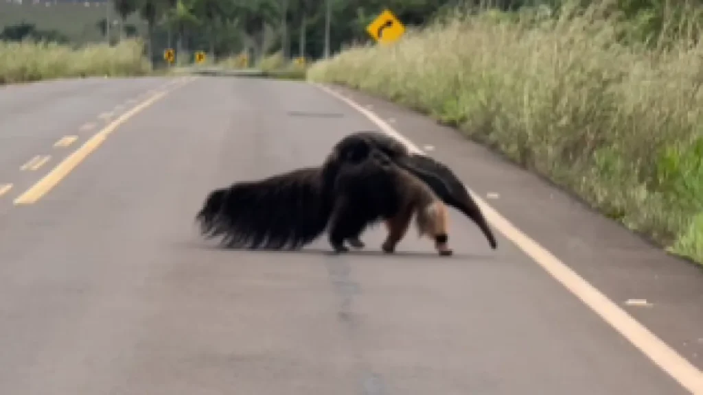 Vídeo: mãe tamanduá atravessa rodovia com filhote nas costas