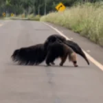 Vídeo: mãe tamanduá atravessa rodovia com filhote nas costas
