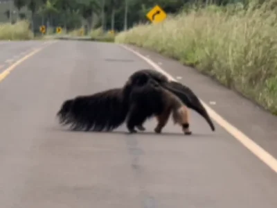 Vídeo: mãe tamanduá atravessa rodovia com filhote nas costas