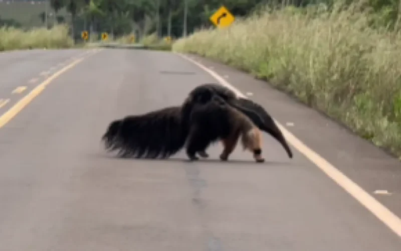 Vídeo: mãe tamanduá atravessa rodovia com filhote nas costas