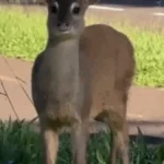 Veado invade Afonso Pena e ganha escolta em Campo Grande