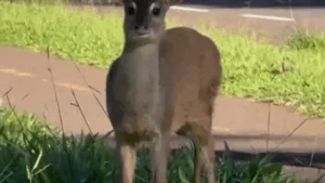 Veado invade Afonso Pena e ganha escolta em Campo Grande
