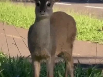 Veado invade Afonso Pena e ganha escolta em Campo Grande