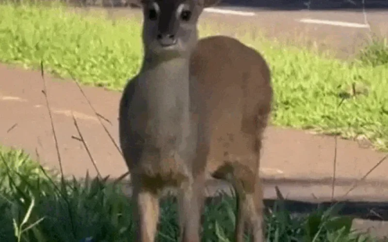 Veado invade Afonso Pena e ganha escolta em Campo Grande