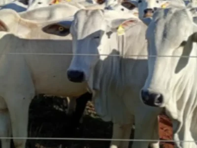 UEMS leiloa 45 nelores avaliados em R$ 131 mil