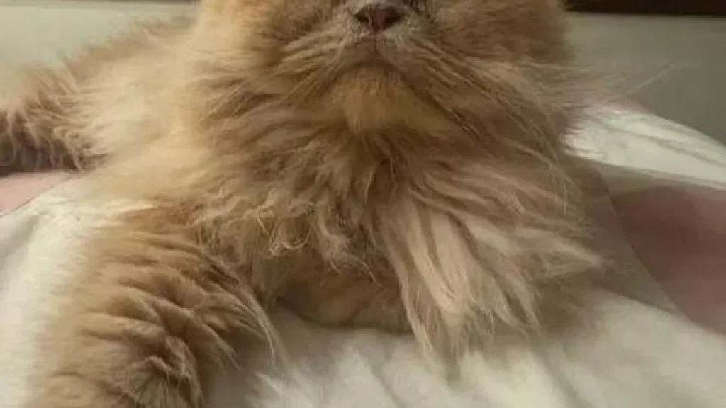 Gato persa Gordo desaparece em Campo Grande e tutora pede ajuda