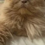 Gato persa Gordo desaparece em Campo Grande e tutora pede ajuda