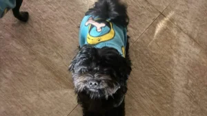 Família busca por cão desaparecido no Vida Nova em Campo Grande