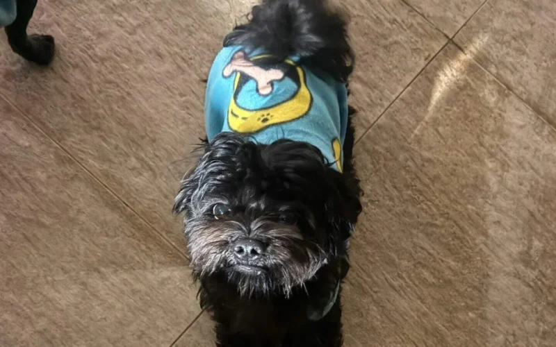 Família busca por cão desaparecido no Vida Nova em Campo Grande