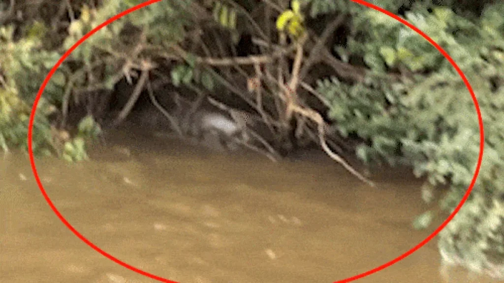 Pescador flagra sucuri de 6 metros fazendo digestão no Rio Dourado