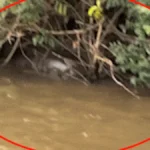 Pescador flagra sucuri de 6 metros fazendo digestão no Rio Dourado