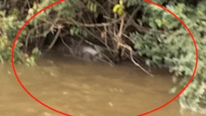 Pescador flagra sucuri de 6 metros fazendo digestão no Rio Dourado