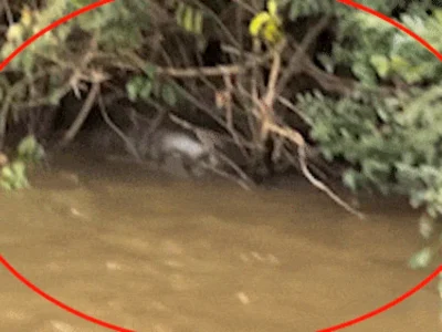 Pescador flagra sucuri de 6 metros fazendo digestão no Rio Dourado