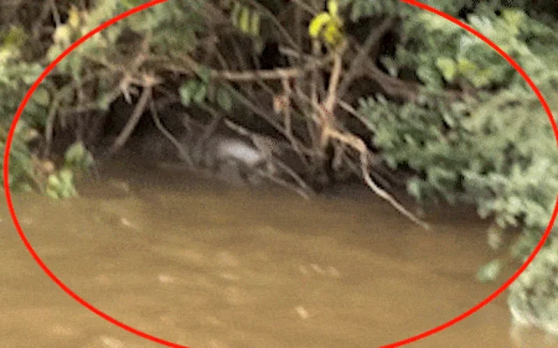 Pescador flagra sucuri de 6 metros fazendo digestão no Rio Dourado