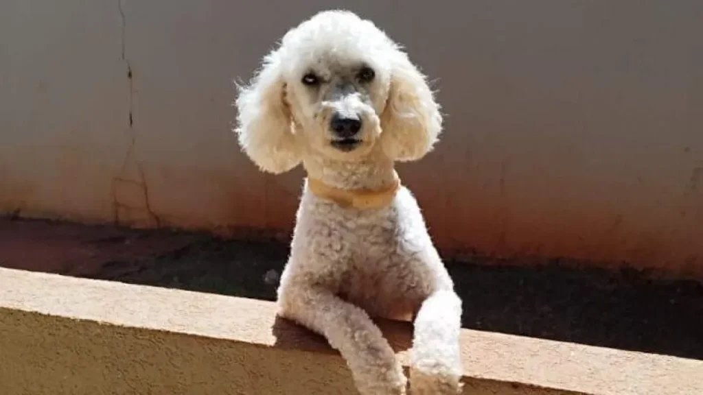 Poodle com epilepsia some no Tijuca; família busca Max