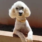 Poodle com epilepsia some no Tijuca; família busca Max