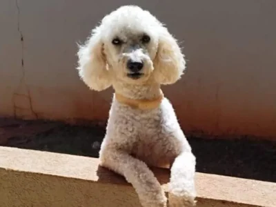 Poodle com epilepsia some no Tijuca; família busca Max