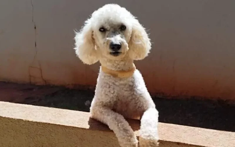 Poodle com epilepsia some no Tijuca; família busca Max