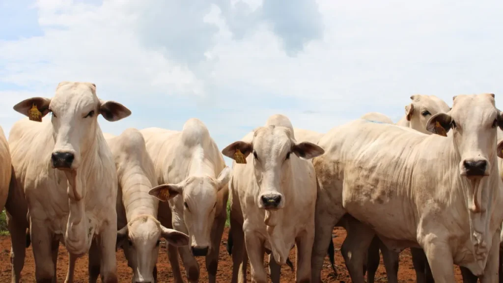 Governo altera regras para evitar embargo europeu à carne brasileira