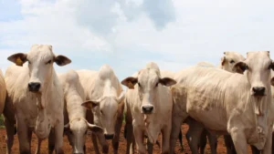 Governo altera regras para evitar embargo europeu à carne brasileira