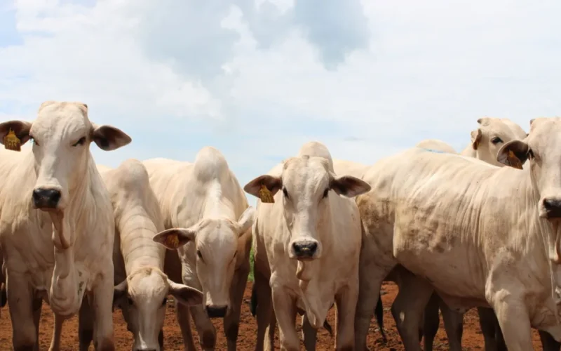 Governo altera regras para evitar embargo europeu à carne brasileira