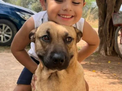 Cachorro atacado por pitbull precisa de doador de sangue urgente