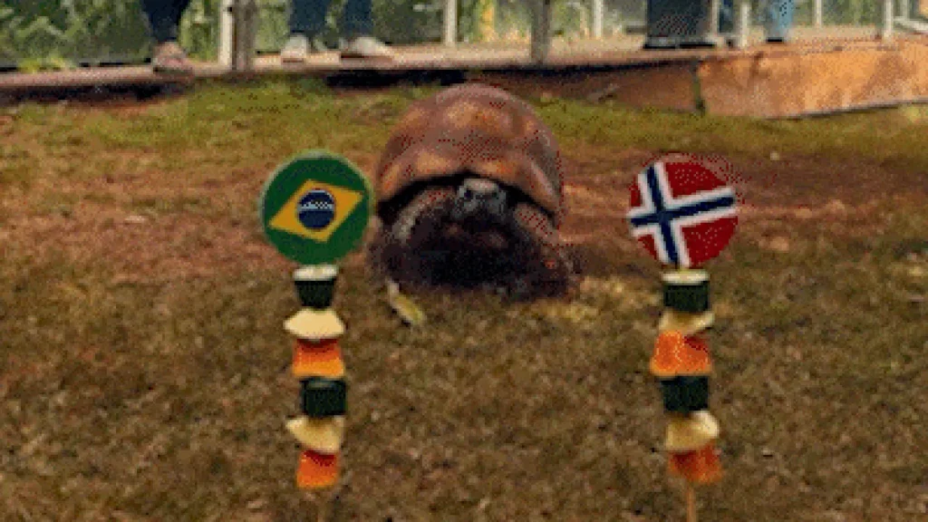 Jabuti do Bioparque prevê eliminação do Brasil na Copa 2026