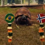 Jabuti do Bioparque prevê eliminação do Brasil na Copa 2026