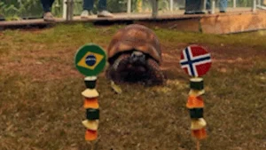 Jabuti do Bioparque prevê eliminação do Brasil na Copa 2026