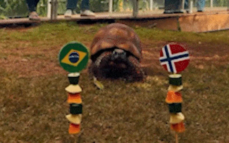 Jabuti do Bioparque prevê eliminação do Brasil na Copa 2026