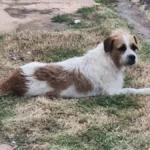 Cachorro adotado após viver nas ruas desaparece em Campo Grande