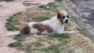 Cachorro adotado após viver nas ruas desaparece em Campo Grande