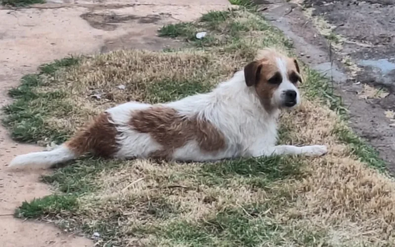 Cachorro adotado após viver nas ruas desaparece em Campo Grande