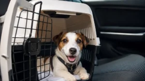 Férias com pet: dicas para evitar estresse e garantir segurança