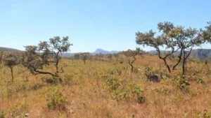 Cerrado tem menor área sob alerta de desmate desde 2021