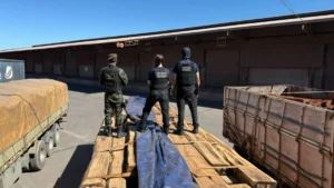 Teste químico descarta cocaína em maior apreensão de madeira