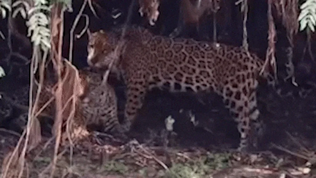 Onças-pintadas são flagradas em raro momento de afeto no Pantanal