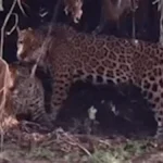 Onças-pintadas são flagradas em raro momento de afeto no Pantanal