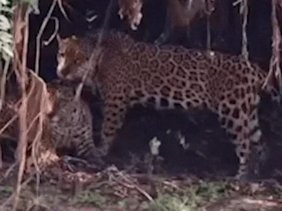 Onças-pintadas são flagradas em raro momento de afeto no Pantanal