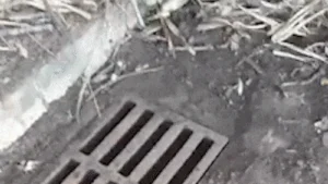 Limpeza de bueiro vira ciclo vicioso e morador denuncia
