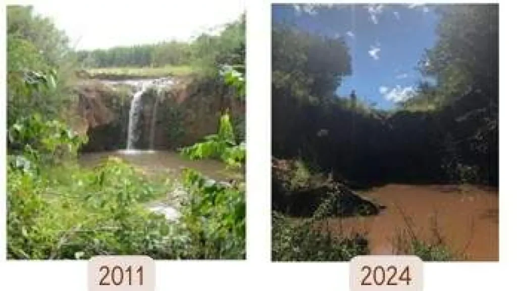 MP notifica gigantes da celulose sobre impactos de eucaliptos no Leste de MS