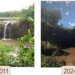 MP notifica gigantes da celulose sobre impactos de eucaliptos no Leste de MS