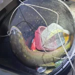 Pescador é multado em R$ 5,5 mil por transportar dourado